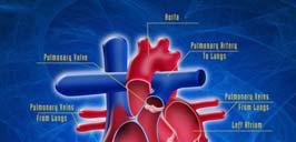 Overview of the Circulatory System The