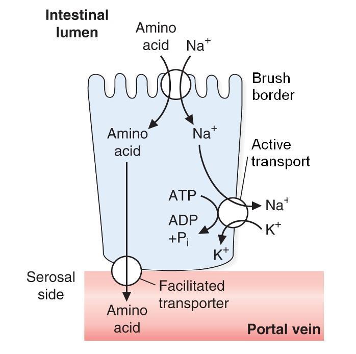Absorption of amino acids Absorption from the lumen of small intestine by transepitelial transport Semispecific Na + -dependent transport system Na + -dependent carriers