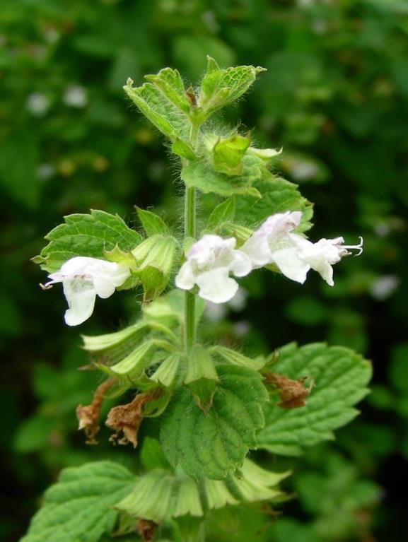 Specifically, the aqueous extract of balm mint showed experimentally antioxidant activity that mainly can be assigned to rosmarinic acid and hydroxycinnamic derivatives. (Foster S. & Duke J., 1990).