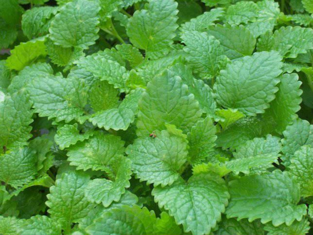 Therefore, balm mint is suitable for cosmetic decongestant formulations.
