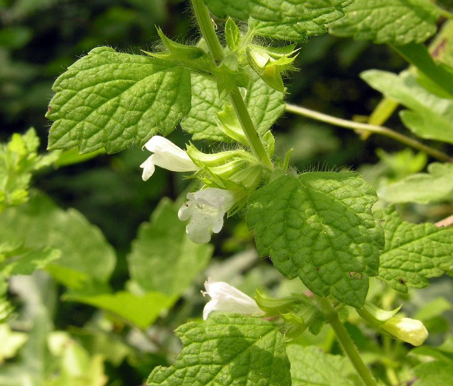 In a study performed by Stanojevic et al. en 2010, the anti-bacterial activity of different extracts was investigated, amongst them, the aqueous extract of Melissa officinalis L.