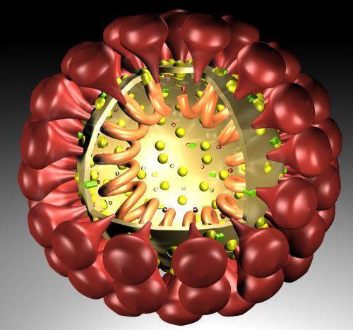 Rhinoviruses often attack during the fall and spring seasons, while the coronavirus is common