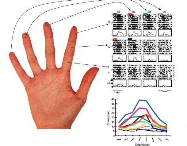 S2: Response Fields Expand Across Digits, But Maintain Directional Selectivity Neurons of S1 that respond to different positions on the hand may converge down to a single cell in S2 Record from