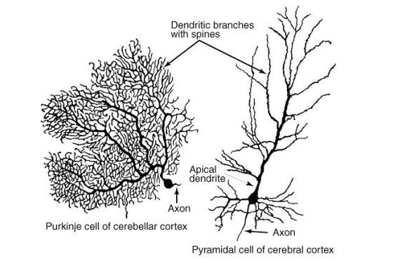 Neurons Vary in Shapes and Sizes Purkinje Cell In cerebellar cortex Elaborate, dendritic tree Granule cell axons go through them Pyramidal Cell In cerebral cortex Big, long