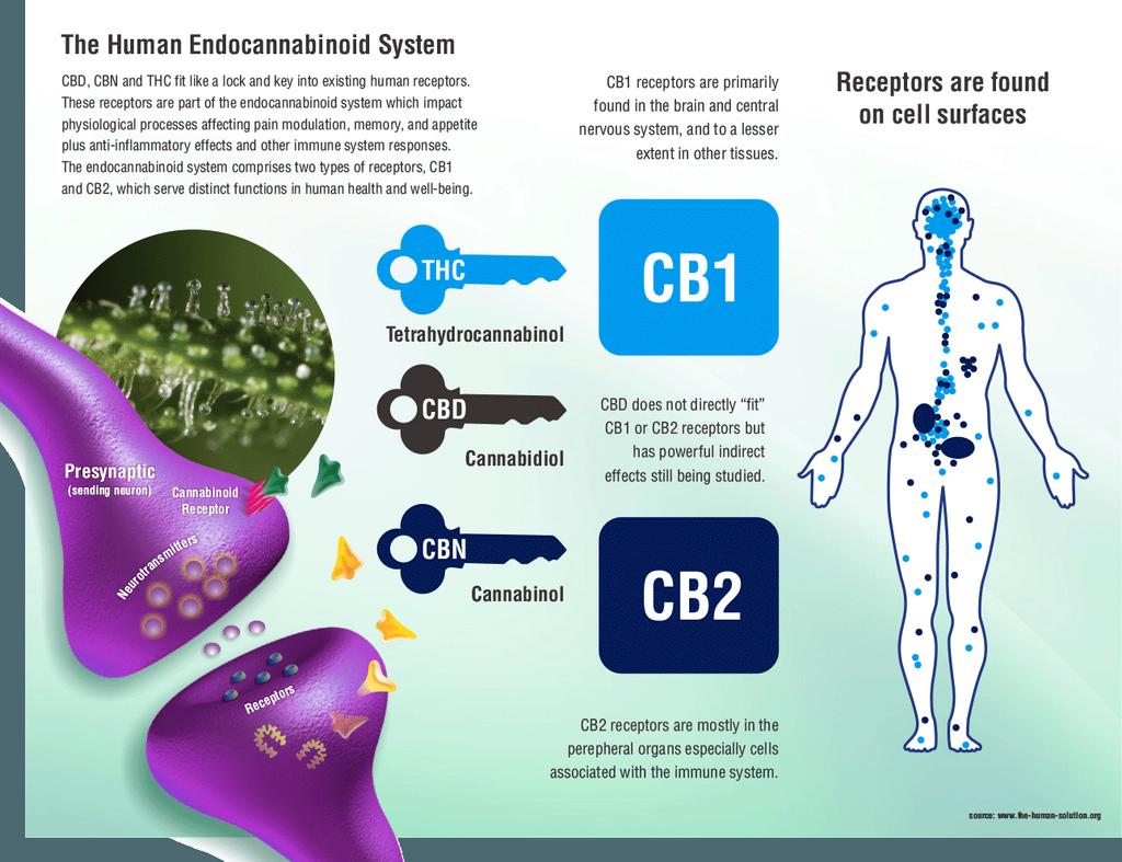 Endocannabinoid System (ECS) u Goal: homeostasis u Endocannabinoids: u Substances our body makes naturally u CB receptors: u CB1