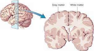 Grey vs white matter grey matter contains neuronal cell bodies : cerebral and cerebellar cortex, and some aggregates of neurones outside the