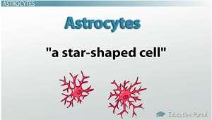 خ اليا ن ج م ي ة = Astrocytes give structural support to neurons control neural biochemical