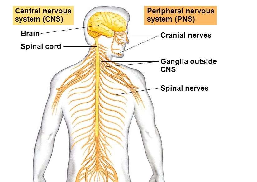 CNS: nervous tissue within the cranium and spinal canal = brain, spinal cord, PNS: any nervous tissue outside the cranium and spinal canal.