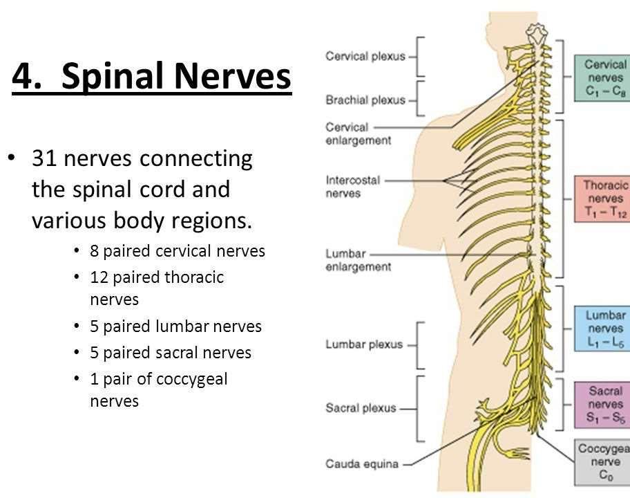 PNS -Spinal nerves and their roots