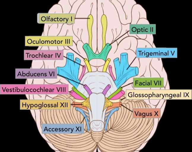 Cranial nerves Cranial nerves are the nerves that originate
