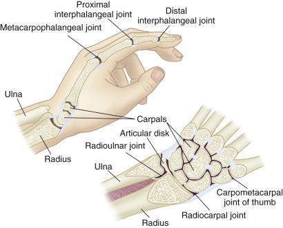 The Wrist Ulna Radius 8 - Carpal bones (From Seidel, H.M. and others. [2006].