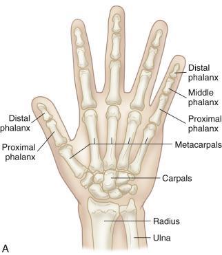 The Hand Metacarpals Proximal Phalanx Middle Phalanx Distal Phalanx (From Seidel, H.M. and others.