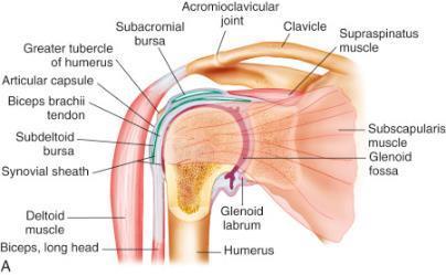 The Shoulder Humerus Scapula Clavicle Supraspinatus