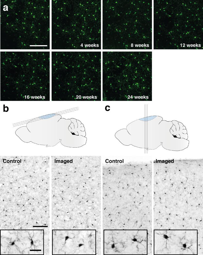 Supplementary Figure 2 Long-term repetitive in vivo imaging does not cause microglial activation (a) There was no noticeable activation of microglial cells in any of the in vivo imaged areas.
