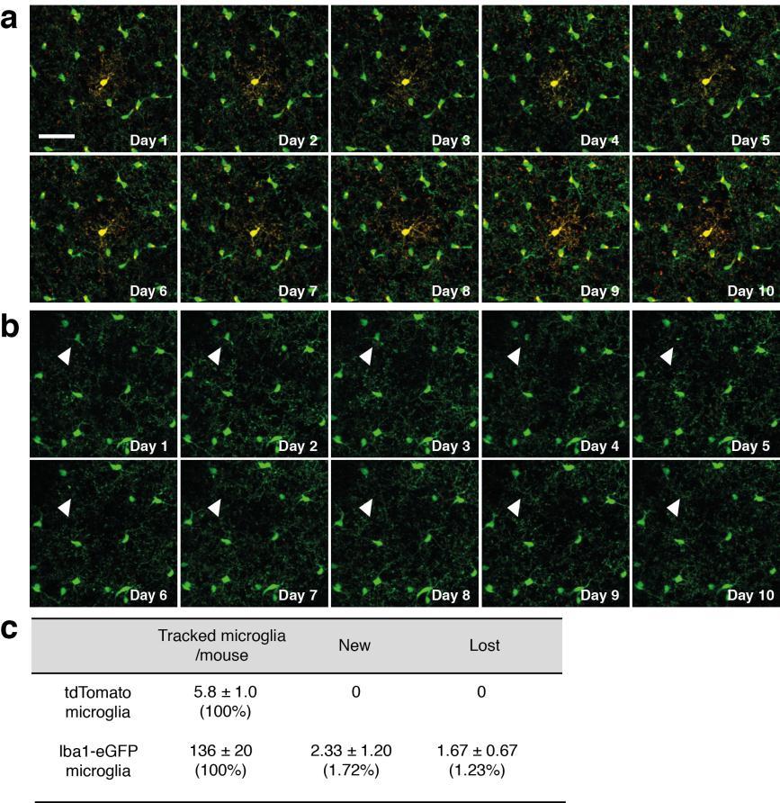Supplementary Figure 3 Daily imaging of neocortical microglial cells rules out rapid cell turnover To study potential rapid replacement of microglial cells that would have been unrecognized in our