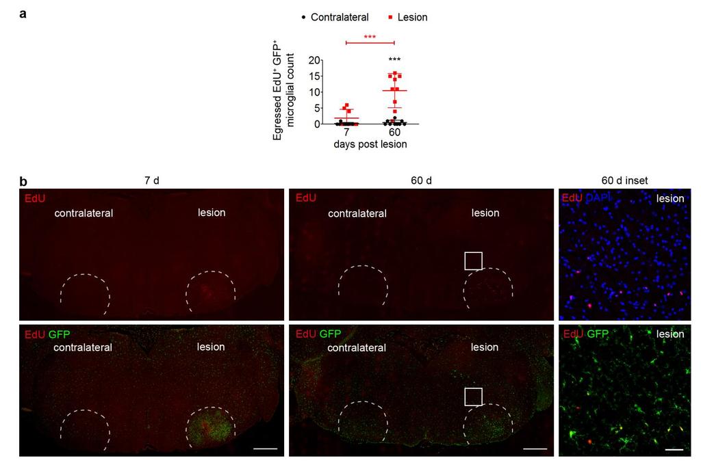 Supplementary Figure 4 Distribution of EdU + GFP + microglial cells outside of facial nuclei at 7 and 60 d after lesion.