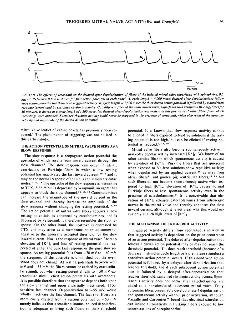 i ' TRIGGERED MITRAL VALVE ACTIVITY/Wit and Cranefteld 95 FIGURE 9 The effects f verapamil n the delayed after-deplarizatin f fibers f the islated mitral valve superfused with epinephrine, 0.5 Hg/ml.