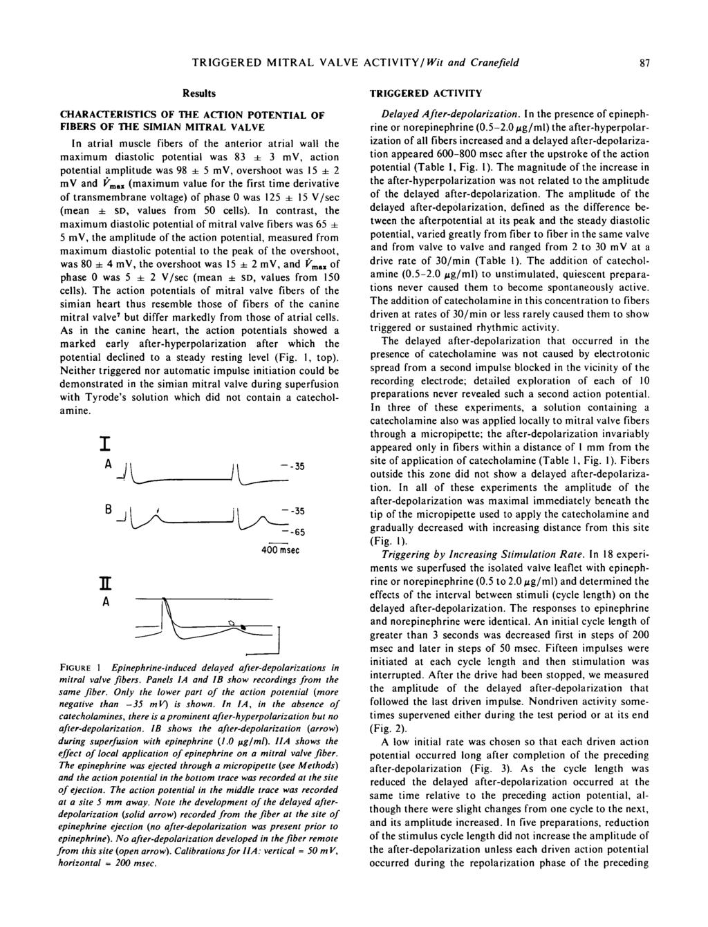 TRIGGERED MITRAL VALVE ACTIVITY/Wit and Cranefield 87 Results CHARACTERISTICS OF THE ACTION POTENTIAL OF FIBERS OF THE SIMIAN MITRAL VALVE In atrial muscle fibers f the anterir atrial wall the