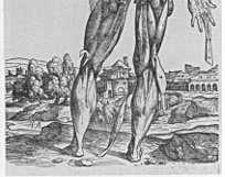 Yet, while doing all this he firmly believed in the four elements of the Greeks and was assiduously searching for the elixir of life! Vesalius s life was prosaic in comparison but more fruitful.