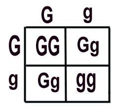 Punnet Square Probability: The likelihood that an event will occur.