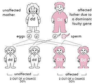 What is the phenotype, genotype of each
