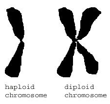 Chromosomes Diploid(2N): When you have both copies of the chromosome (1 from Mom and 1 from