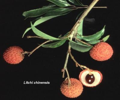 Figure 1 MATERIALS AND METHODS Collection and authentication: Fruits of Litchi chinensis were collected from the surrounding areas of Delhi and the plant was authenticated by Anil K Goel, Scientist