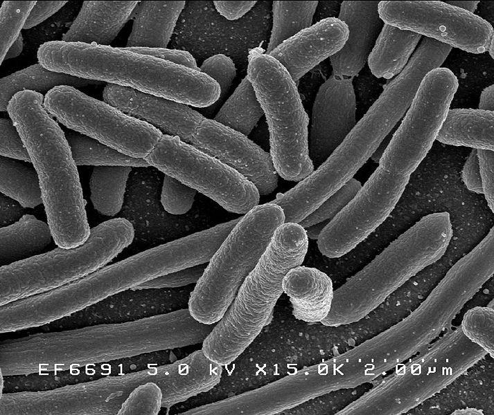 2.model organism E. coli is frequently used as a model organism in microbiology studies. Cultivated strains (e.g. E. coli K12) are well-adapted to the laboratory environment, and, unlike wild type strains, have lost their ability to thrive in the intestine.