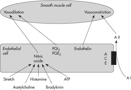 Regulatory factors Vasoconstrictors Sympathetic akctivation (ECV ) Angiotensin II (ECV, ADH, serotonin) Endothelin (strech, angiotensin II, ECV, bradikinin)
