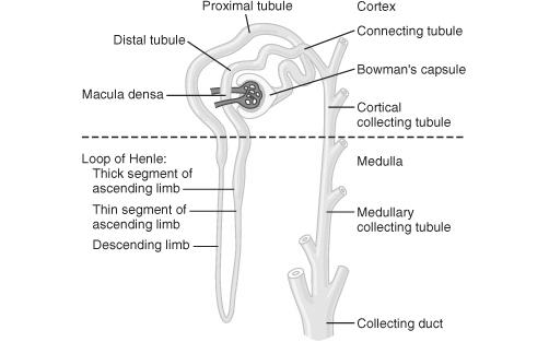 Nephron Functional unit of the kidney; 1 million/kidney Structure: Glomerulus + Bowman s capsule (cortex) =>filtration Tubules => urine formation (reabsorption, secretion) proximal tubule (cortex)