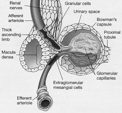 Structure of glomerular capillary membrane endothelium, basement membrane epithelial cells (podocytes) Permeability of glomerular capillary Fenestrated endothel: 50-100 nm