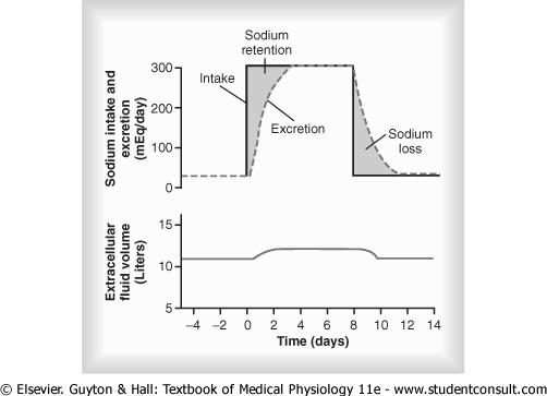 Effect of increasing sodium intake on urinary sodium excretion and extracellular fluid volume.