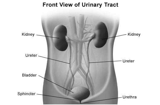 Urinary tract -Micturition Calyx minor,