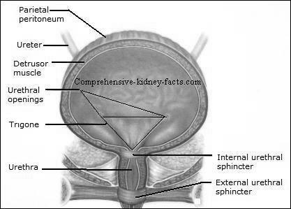 bladder Urethra Innervation Sensory: