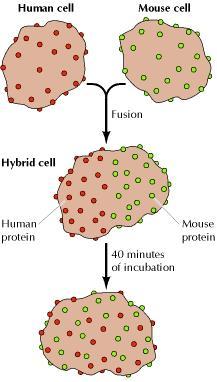 Protein mobility Proteins (as lipids) are able to
