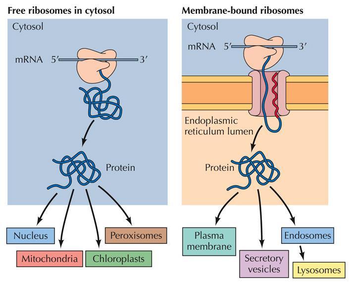 Protein sorting Free ribosomes: cytosolic, nuclear, peroxisomal, and mitochondrial proteins Membrane-bound ribosomes: others (most proteins) are transferred into the ER