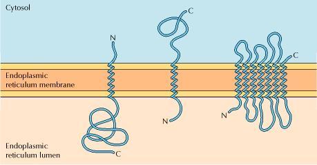 Pathways of protein sorting Lumen of ER or Golgi is similar to outside ER lumen: Secretory, ER, Golgi apparatus, and lysosomal
