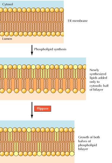 Translocation of phospholipids