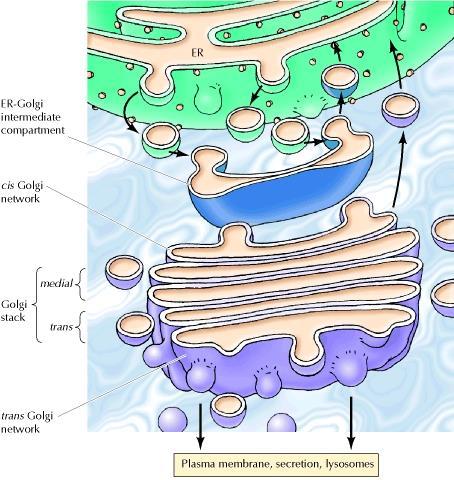 Structure of the Golgi 1. Cis Golgi network protein entrance 2.