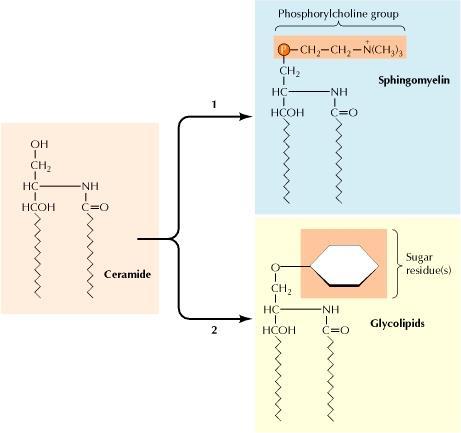 Lipid and Polysaccharide Metabolism in the Golgi Transfer of phosphorylcholine group is from phosphatidylcholine to ceramide. Sphingomyelin is synthesized on the lumenal surface.