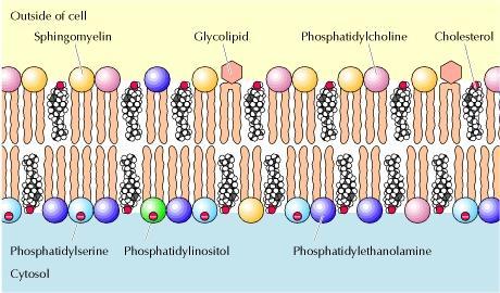 Composition and properties of plasma membranes Phospholipids are asymmetrically