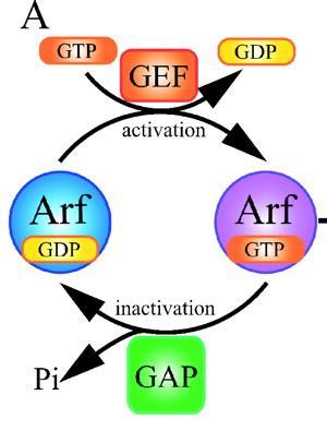 Role of ARF1 (G-protein) (ADP-ribosylation factor) 1.