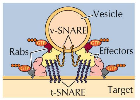 Players of vesicle fusion SNARE & Rab Rab: G-protein Function in several steps of vesicle trafficking SNARE: formation
