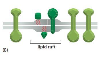 Lipid rafts Clusters of cholesterol and