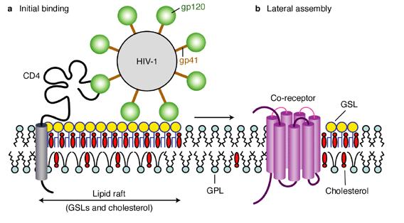 Lipid rafts and diseases HIV virus Budding may occur from lipid rafts Influenza virus Raft-associated glycoproteins in