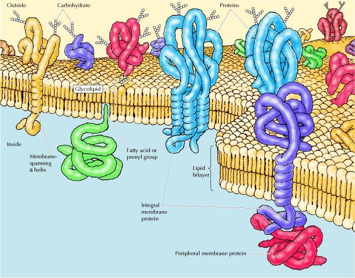 Membrane proteins Peripheral: