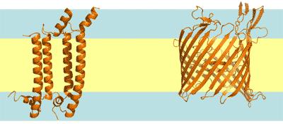 Integral: transmembrane α-helix: