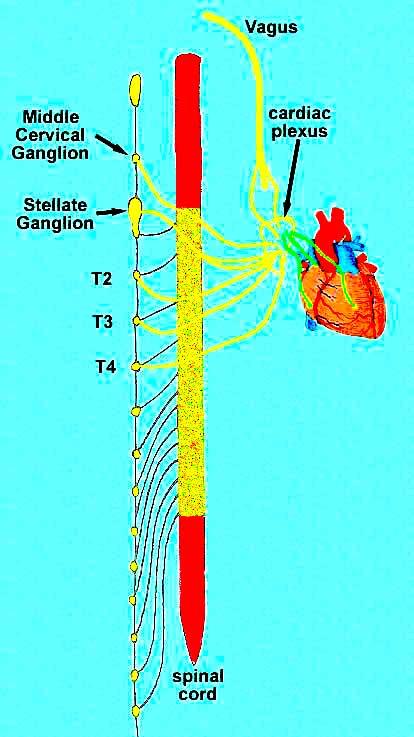 There are 5 main autonomic plexuses The cardiac plexus is found in the mediastinum, controls heart rate and blood pressure - Sympathetic: Postganglionic axons from the cervical