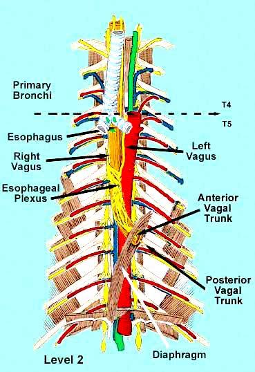 The esophogeal plexus controls of the esophagus - Sympathetic: Postganglionic axons from the cervical sympathetic trunk ganglia - Works
