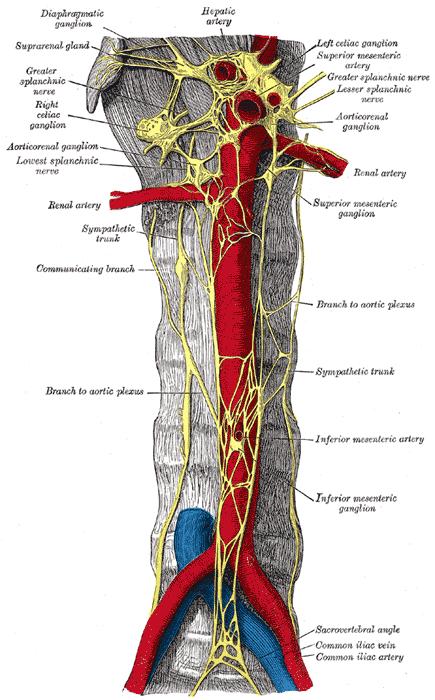 The abdominal aortic plexus controls abdominal and pelvic organs - Sympathetic: Postganglionic axons from the prevertebral ganglia - Parasympathetic Preganglionic axons
